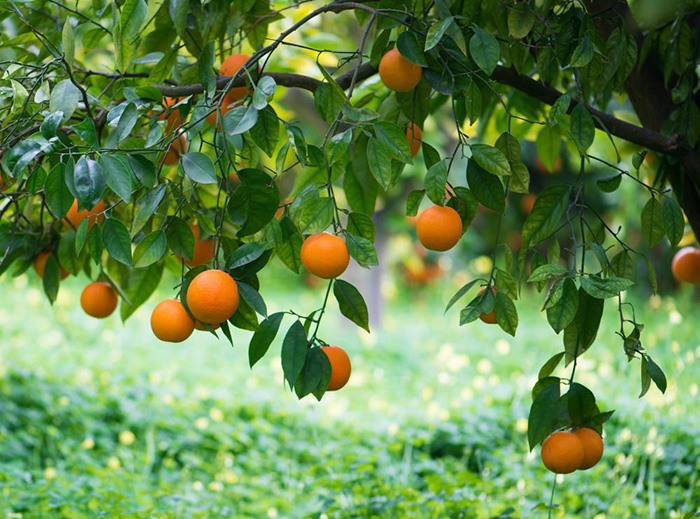 Citrus fruits