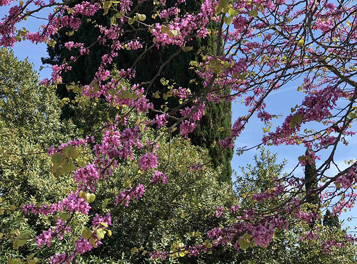 SPRING IN CORFU