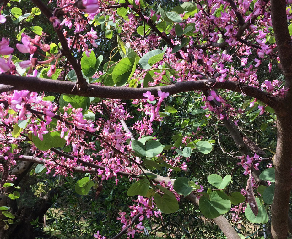 SPRING IN CORFU